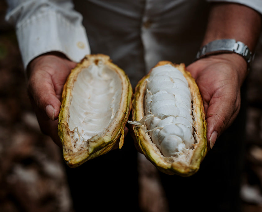 Certified organic cacao farmers and sustainable sourcing